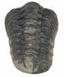 Morocops Trilobite Fossil - Rock Removed #55874-2